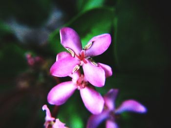 Close-up of pink flower