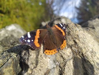 Close-up of butterfly on rock