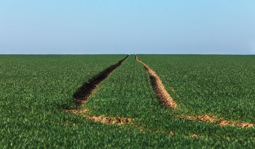 Scenic view of field against clear sky