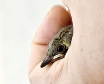 The injured little brown bird is in his gentle hand on a white background.