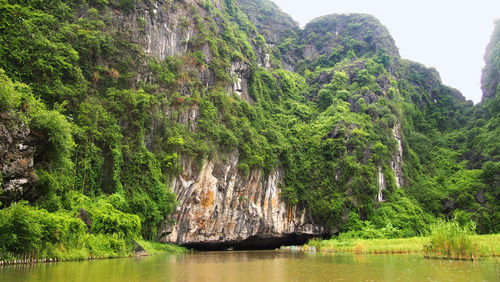 Scenic view of river in forest