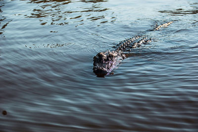 High angle view of crab swimming in lake