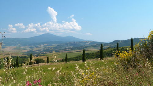 Scenic view of field against sky