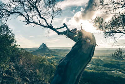 Trees on field against sky