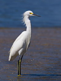 White heron in sea