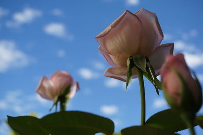 Close-up of rose blooming against sky