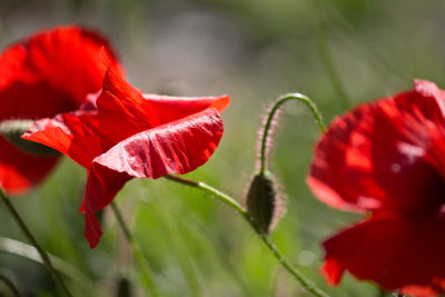 Blooming poppies caressed by the wind in the meadow
