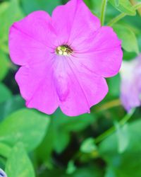 Close-up of pink cosmos flower blooming outdoors