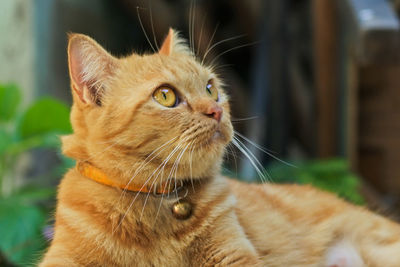 Close-up of a cat looking away