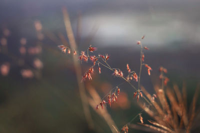 Close-up of plant growing on field against sky