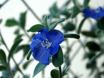 Close-up of blue flower blooming outdoors
