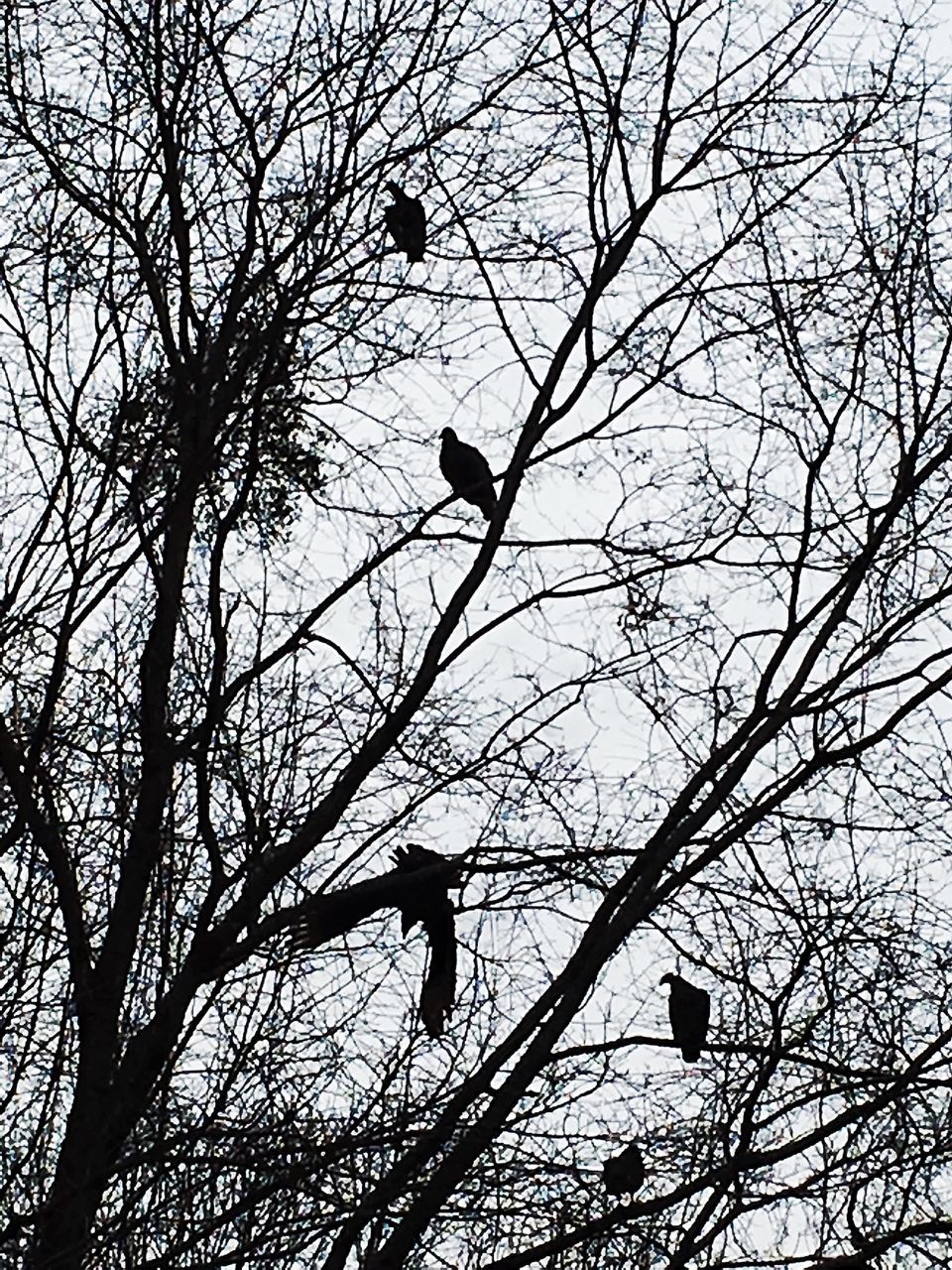 bird, bare tree, low angle view, branch, animals in the wild, animal themes, tree, wildlife, silhouette, perching, one animal, flying, sky, clear sky, nature, outdoors, no people, mid-air, avian, day