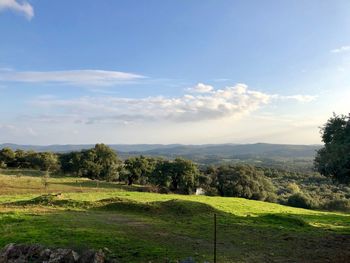 Trees on field against sky