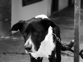 Close-up portrait of dog looking at camera