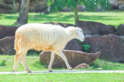 Side view of sheep standing on field