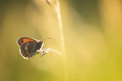 Close-up of butterfly pollinating flower
