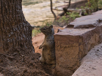 Squirrel on tree trunk