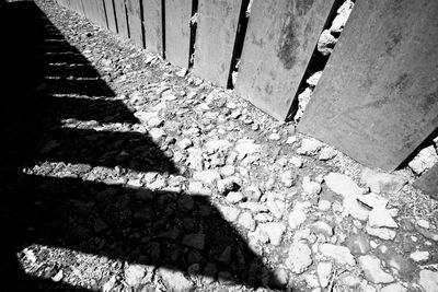 Close-up of shadow on tree