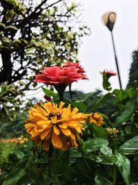 Close-up of flowers blooming on tree