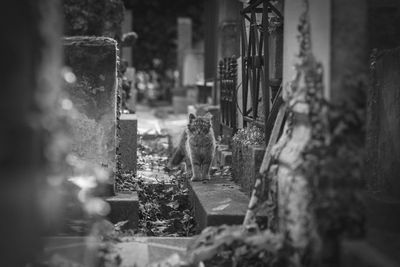 View of cat in graveyard