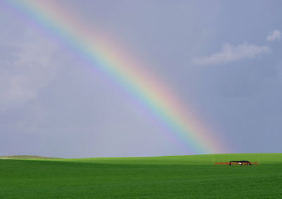 Scenic view of rainbow over field