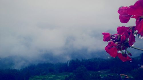 Close-up of red flowers against sky