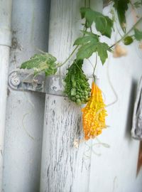 Close-up of plant growing outdoors