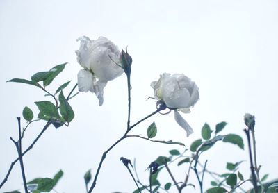 Close-up of flowers over white background