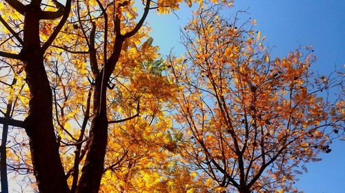 Low angle view of trees against sky