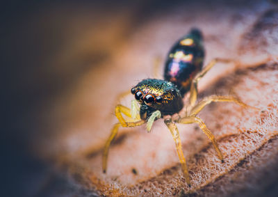 Another tiny cutie i found. this one is a juvenile cosmophasis umbratica jumping spider.