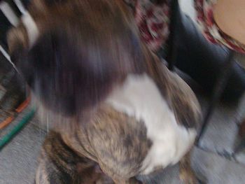 Close-up of cat