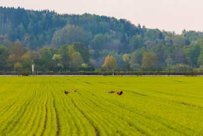 Scenic view of green landscape