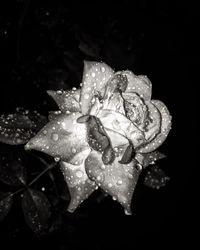 Close-up of raindrops on rose