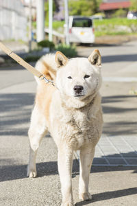 Close-up portrait of dog