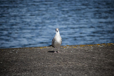 Close-up of bird in water