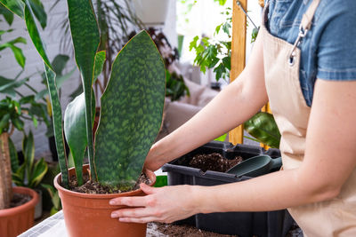 Midsection of woman holding potted plant