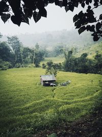 Scenic view of agricultural field