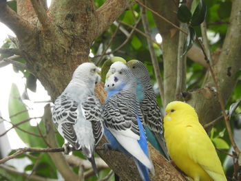 Close-up of parrot perching on tree