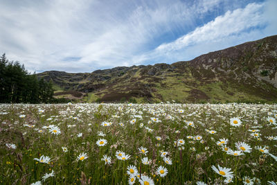 Scenic view of flowering plants on field against sky