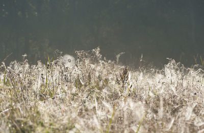 Close-up of frozen plants on land