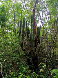 Trees growing in forest