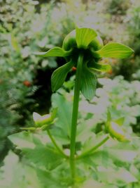 Close-up of green plant