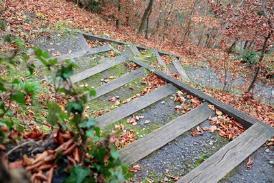 High angle view of autumn leaves on  a pathway