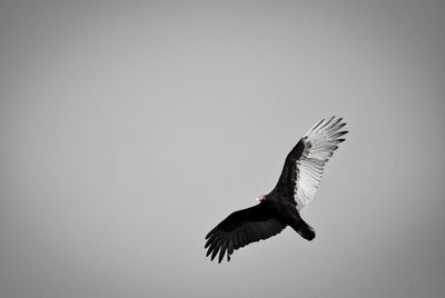 Low angle view of bird flying