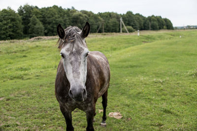 Horse standing in a field