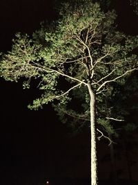 Close-up of tree against black background