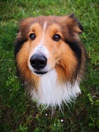 High angle portrait of dog on field