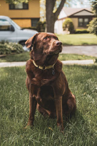 Dog looking away on field