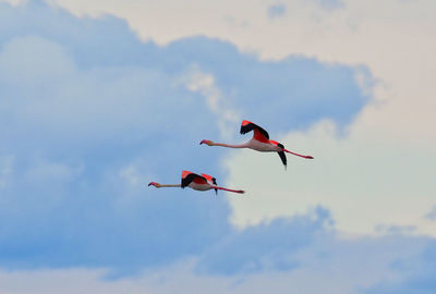 Low angle view of bird flying in sky