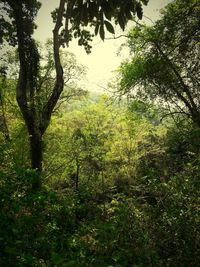 Trees growing in park